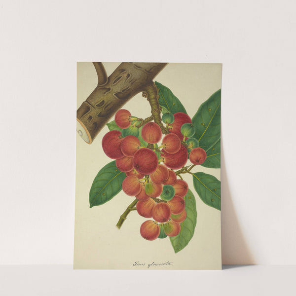 Mon Jardin a Ceylan Pl.154 (1896) by George De Alwis