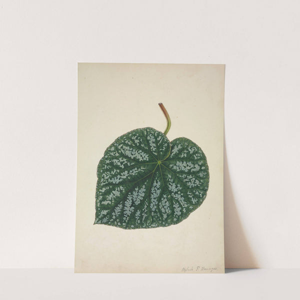 Mon Jardin a Ceylan Pl.161 (1896) by George De Alwis