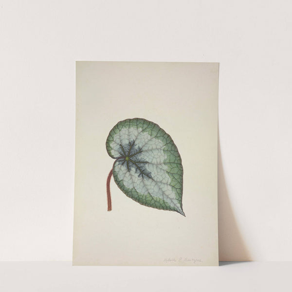 Mon Jardin a Ceylan Pl.166 (1896) by George De Alwis