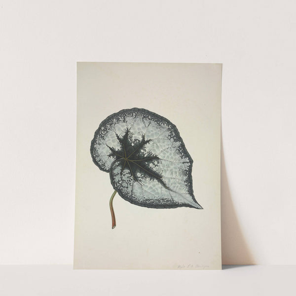 Mon Jardin a Ceylan Pl.168 (1896) by George De Alwis