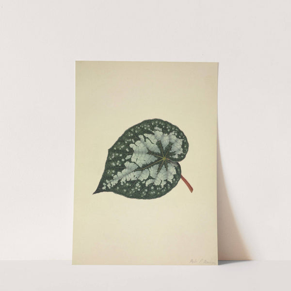 Mon Jardin a Ceylan Pl.170 (1896) by George De Alwis