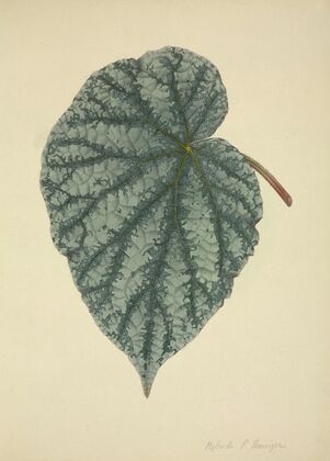 Mon Jardin a Ceylan Pl.173 (1896)