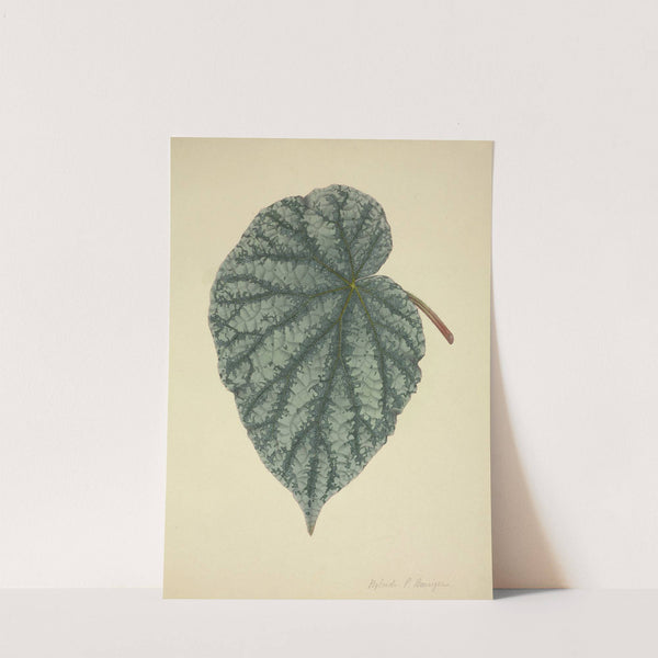 Mon Jardin a Ceylan Pl.173 (1896) by George De Alwis