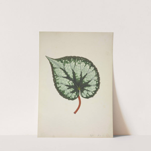 Mon Jardin a Ceylan Pl.174 (1896) by George De Alwis