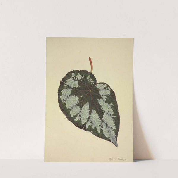 Mon Jardin a Ceylan Pl.176 (1896) by George De Alwis