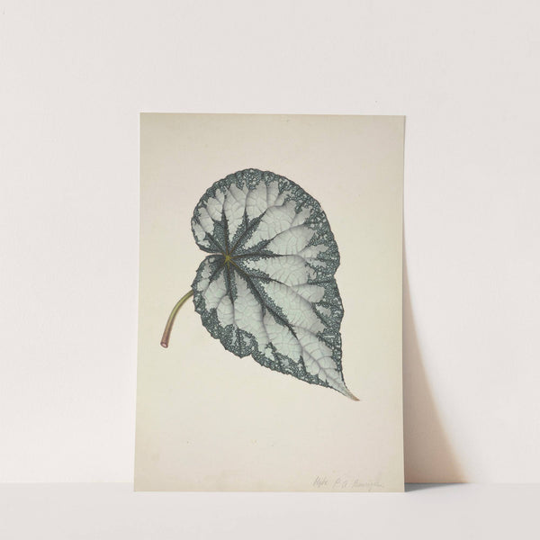 Mon Jardin a Ceylan Pl.177 (1896) by George De Alwis