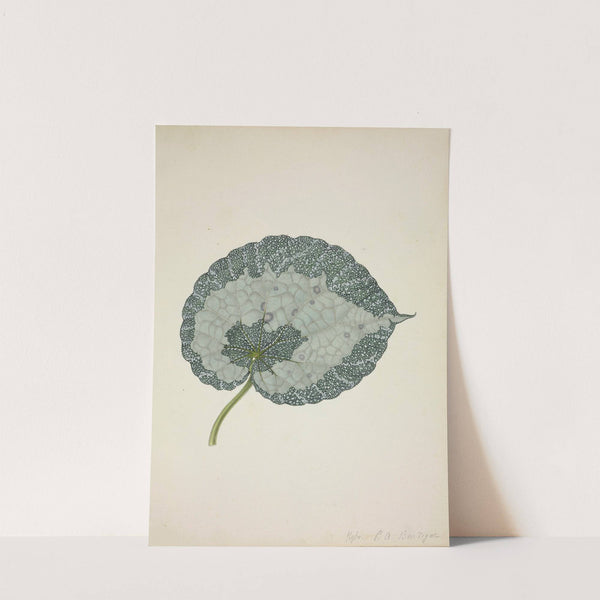 Mon Jardin a Ceylan Pl.179 (1896) by George De Alwis