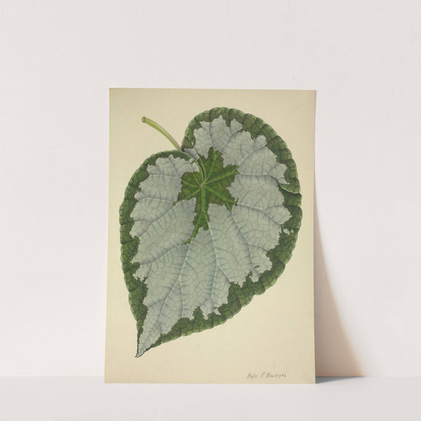 Mon Jardin a Ceylan Pl.186 (1896) by George De Alwis