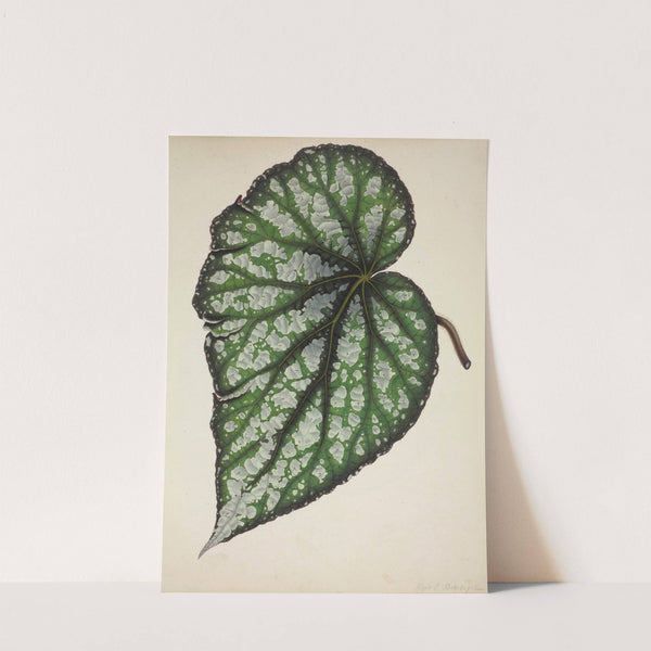 Mon Jardin a Ceylan Pl.187 (1896) by George De Alwis