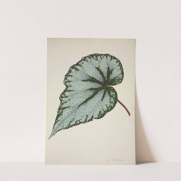 Mon Jardin a Ceylan Pl.190 (1896) by George De Alwis