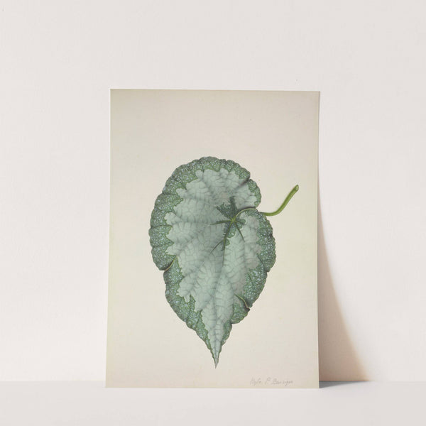 Mon Jardin a Ceylan Pl.192 (1896) by George De Alwis