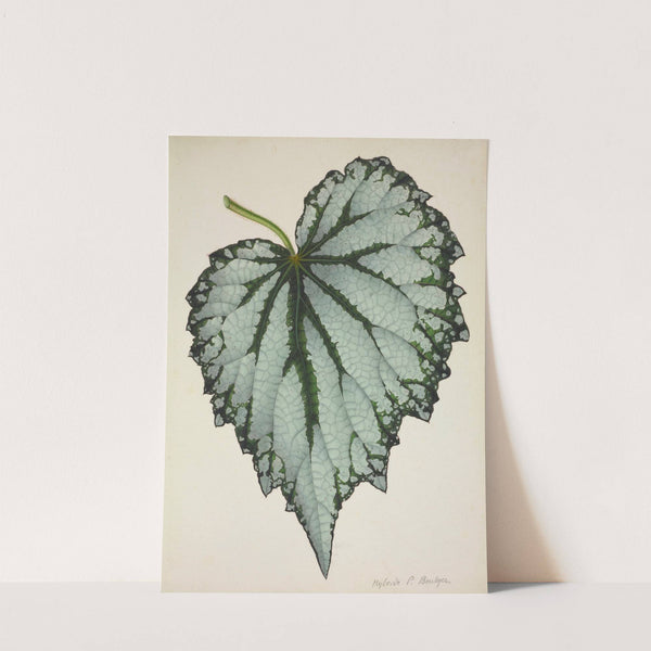 Mon Jardin a Ceylan Pl.198 (1896) by George De Alwis