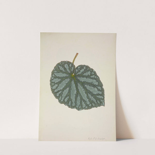 Mon Jardin a Ceylan Pl.200 (1896) by George De Alwis