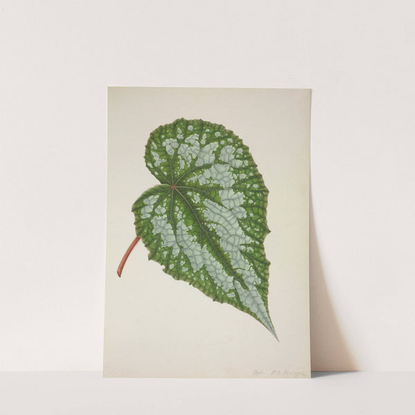 Mon Jardin a Ceylan Pl.201 (1896) by George De Alwis