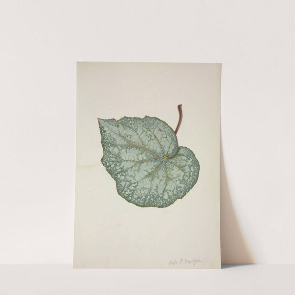 Mon Jardin a Ceylan Pl.202 (1896) by George De Alwis