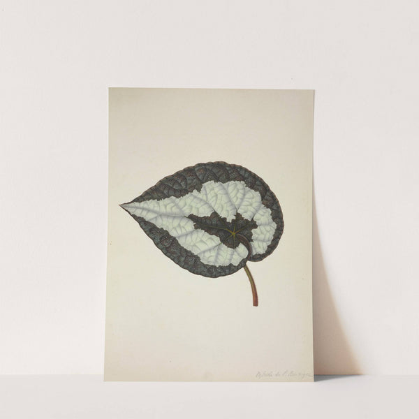 Mon Jardin a Ceylan Pl.205 (1896) by George De Alwis