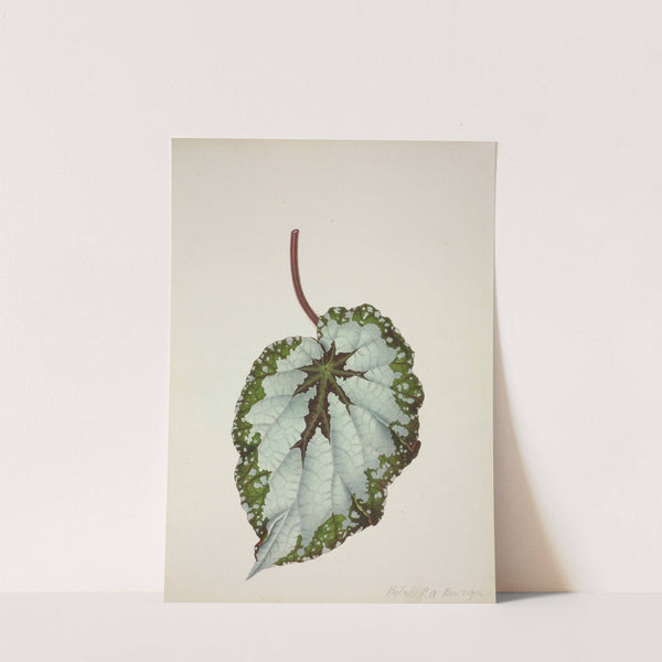 Mon Jardin a Ceylan Pl.207 (1896) by George De Alwis