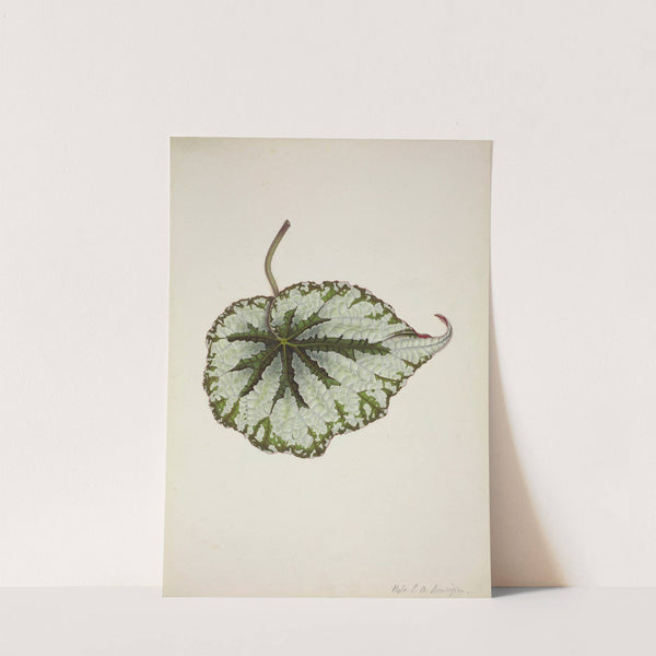 Mon Jardin a Ceylan Pl.208 (1896) by George De Alwis