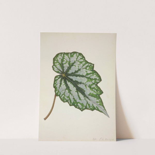 Mon Jardin a Ceylan Pl.217 (1896) by George De Alwis