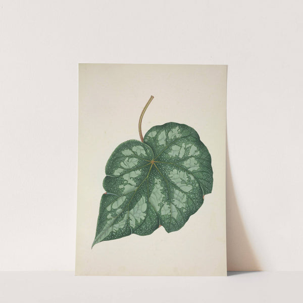 Mon Jardin a Ceylan Pl.218 (1896) by George De Alwis