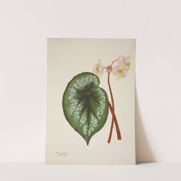 Mon Jardin a Ceylan Pl.225 (1896) by George De Alwis