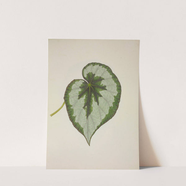 Mon Jardin a Ceylan Pl.231 (1896) by George De Alwis