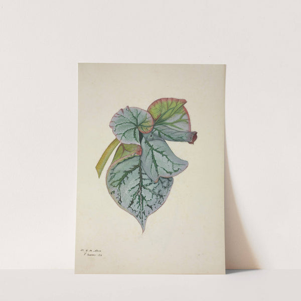 Mon Jardin a Ceylan Pl.233 (1896) by George De Alwis