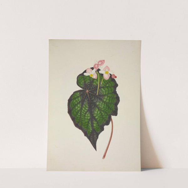 Mon Jardin a Ceylan Pl.234 (1896) by George De Alwis