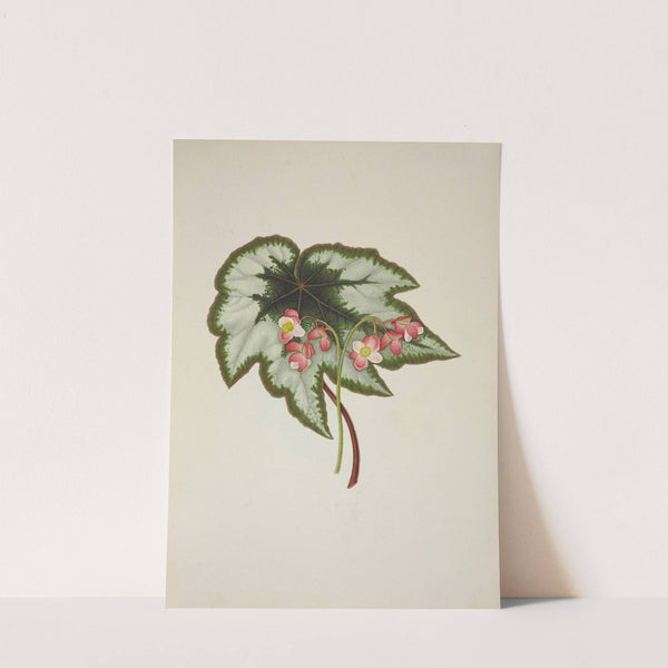 Mon Jardin a Ceylan Pl.235 (1896) by George De Alwis