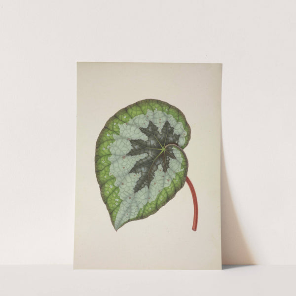 Mon Jardin a Ceylan Pl.237 (1896) by George De Alwis