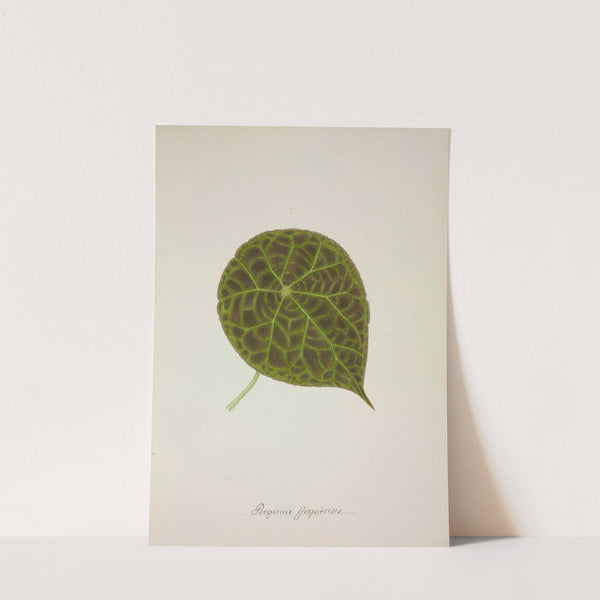 Mon Jardin a Ceylan Pl.239 (1896) by George De Alwis