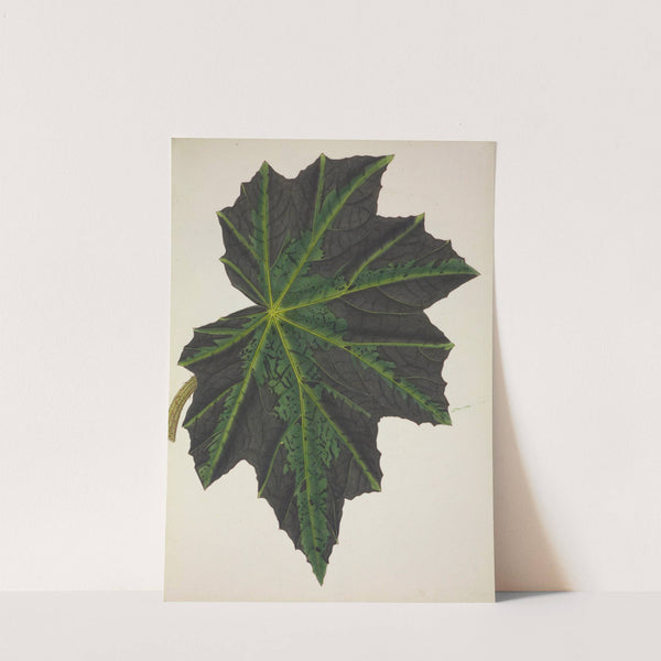 Mon Jardin a Ceylan Pl.240 (1896) by George De Alwis