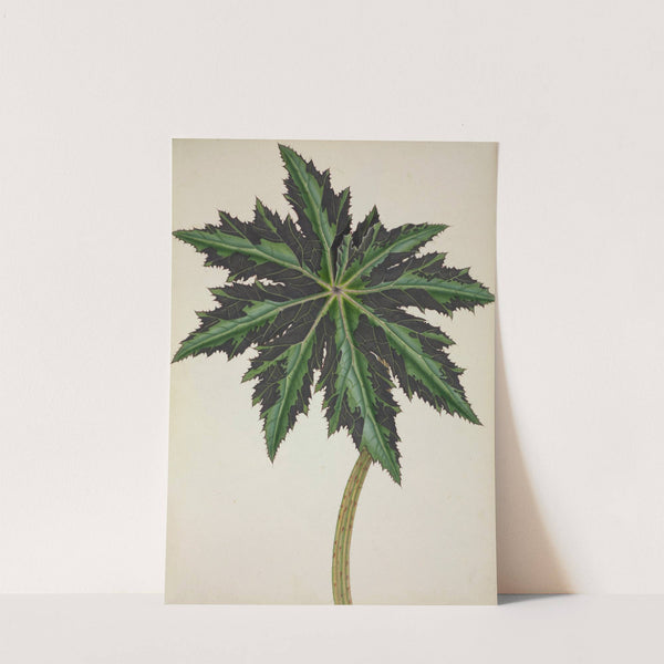 Mon Jardin a Ceylan Pl.241 (1896) by George De Alwis