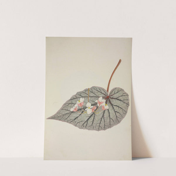 Mon Jardin a Ceylan Pl.244 (1896) by George De Alwis