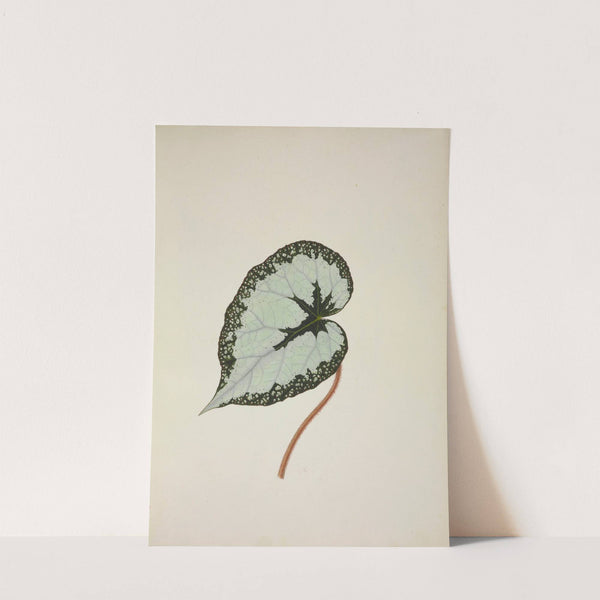 Mon Jardin a Ceylan Pl.246 (1896) by George De Alwis