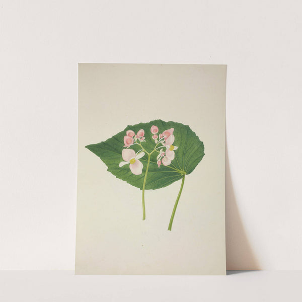 Mon Jardin a Ceylan Pl.256 (1896) by George De Alwis