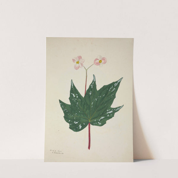 Mon Jardin a Ceylan Pl.260 (1896) by George De Alwis