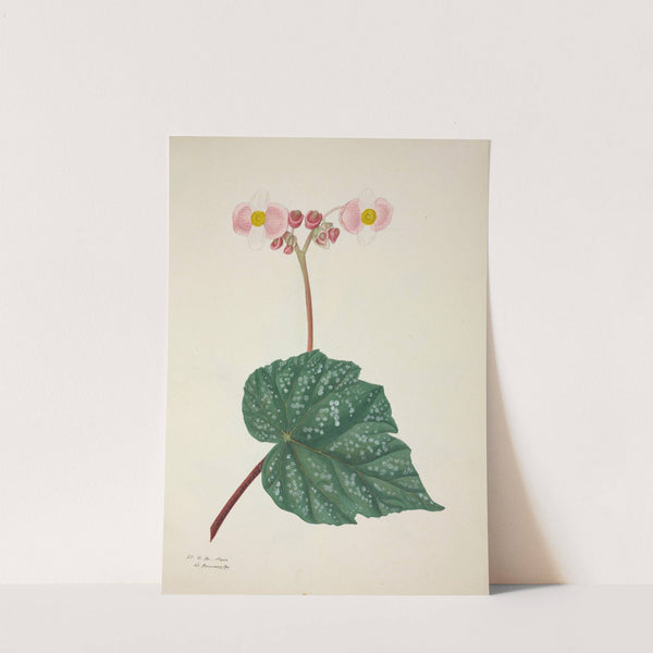 Mon Jardin a Ceylan Pl.263 (1896) by George De Alwis