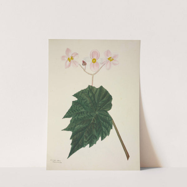 Mon Jardin a Ceylan Pl.265 (1896) by George De Alwis