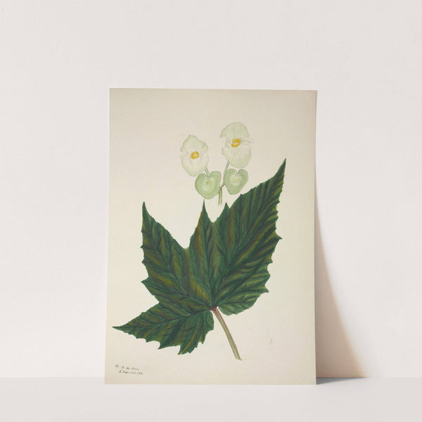 Mon Jardin a Ceylan Pl.267 (1896) by George De Alwis