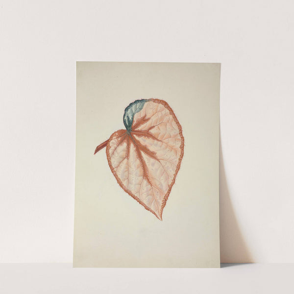 Mon Jardin a Ceylan Pl.270 (1896) by George De Alwis