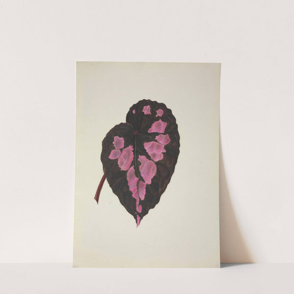 Mon Jardin a Ceylan Pl.271 (1896) by George De Alwis