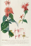 Monarda