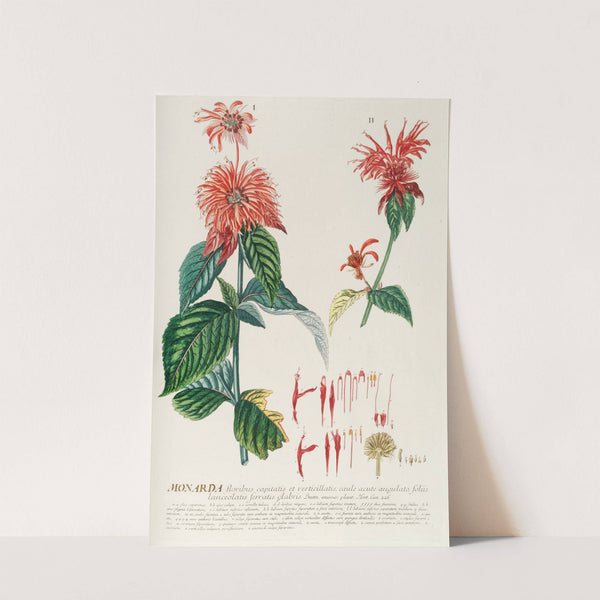 Monarda by Georg Dionysius Ehret