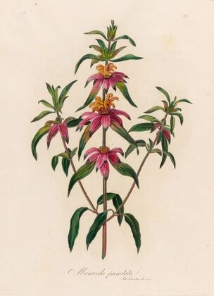 Monarda punctata (1818-1824)