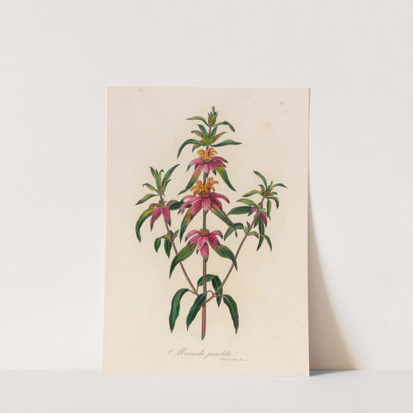 Monarda punctata (1818-1824) by Gaetano Savi