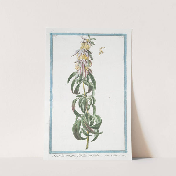 Monarda puntata, floribus verticillatis. (Spotted bee balm, Horse mint) by Giorgio Bonelli