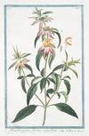 Monarda puntata, floribus verticillatis. (Spotted bee balm, Horse mint with blooming flowers)
