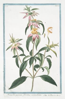 Monarda puntata, floribus verticillatis. (Spotted bee balm, Horse mint with blooming flowers)