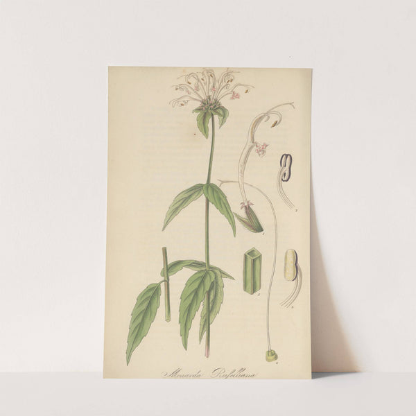 Monarda Russelliana by William Jackson Hooker